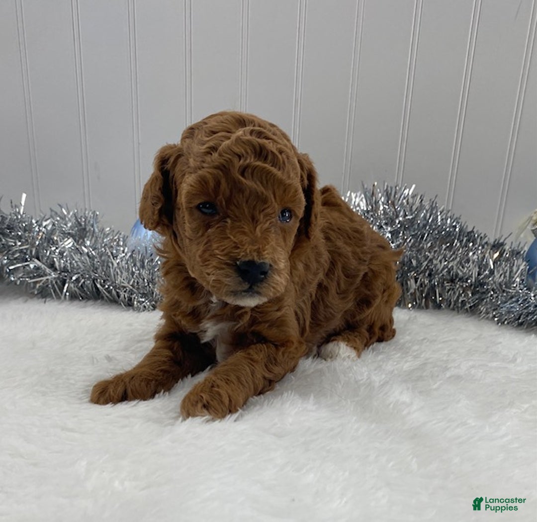 Toy Poodle dogs for sale: Ruby - Ad 6