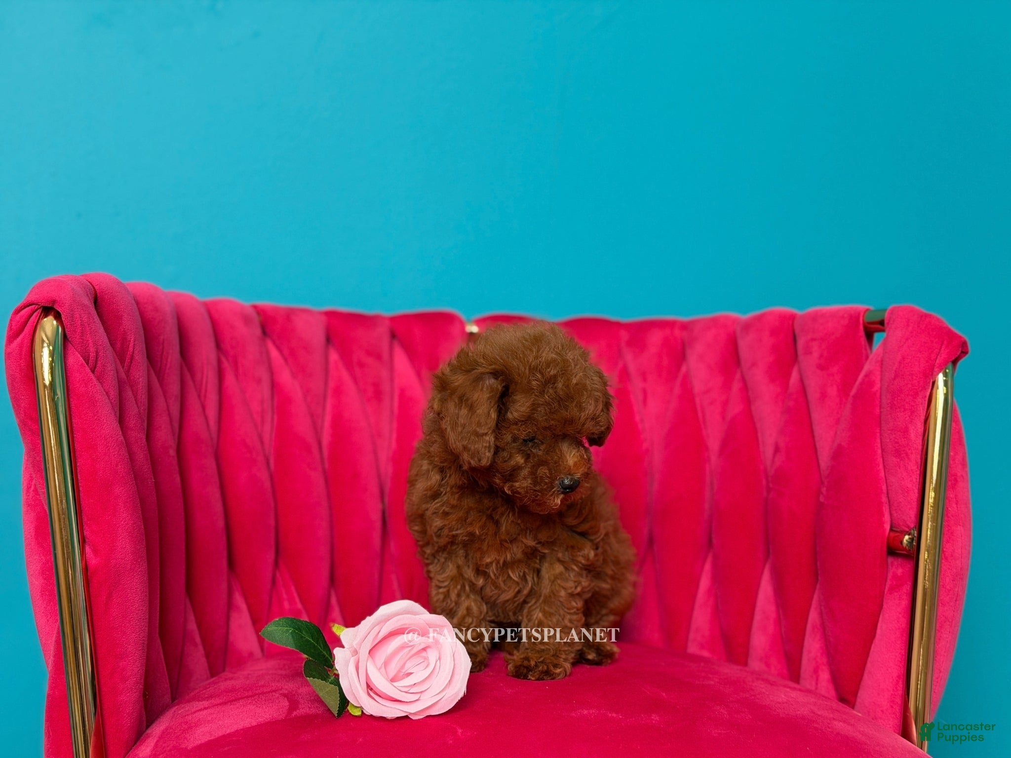 Toy Poodle dogs Keeper of secrets  - Ad 2