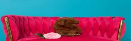 Toy Poodle dogs for sale: Keeper of secrets  - Ad 2
