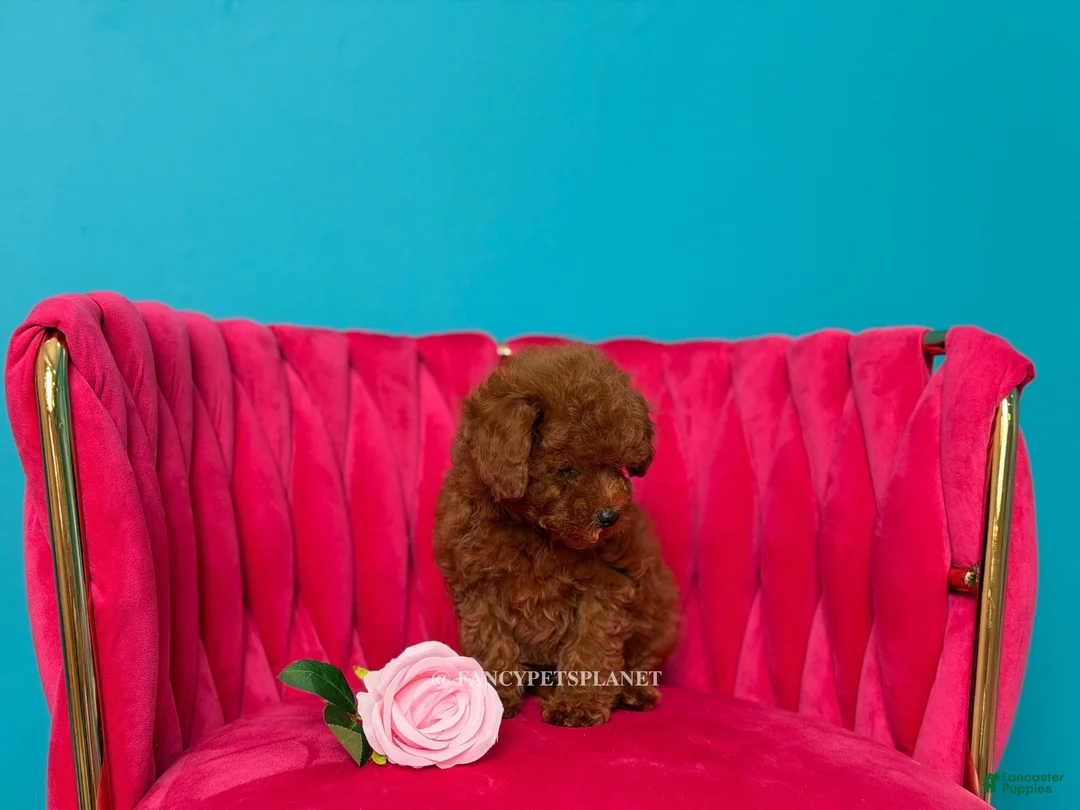 Toy Poodle dogs for sale: Keeper of secrets  - Ad 2