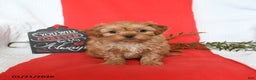Shihpoo dogs for sale: Domino - Ad 3