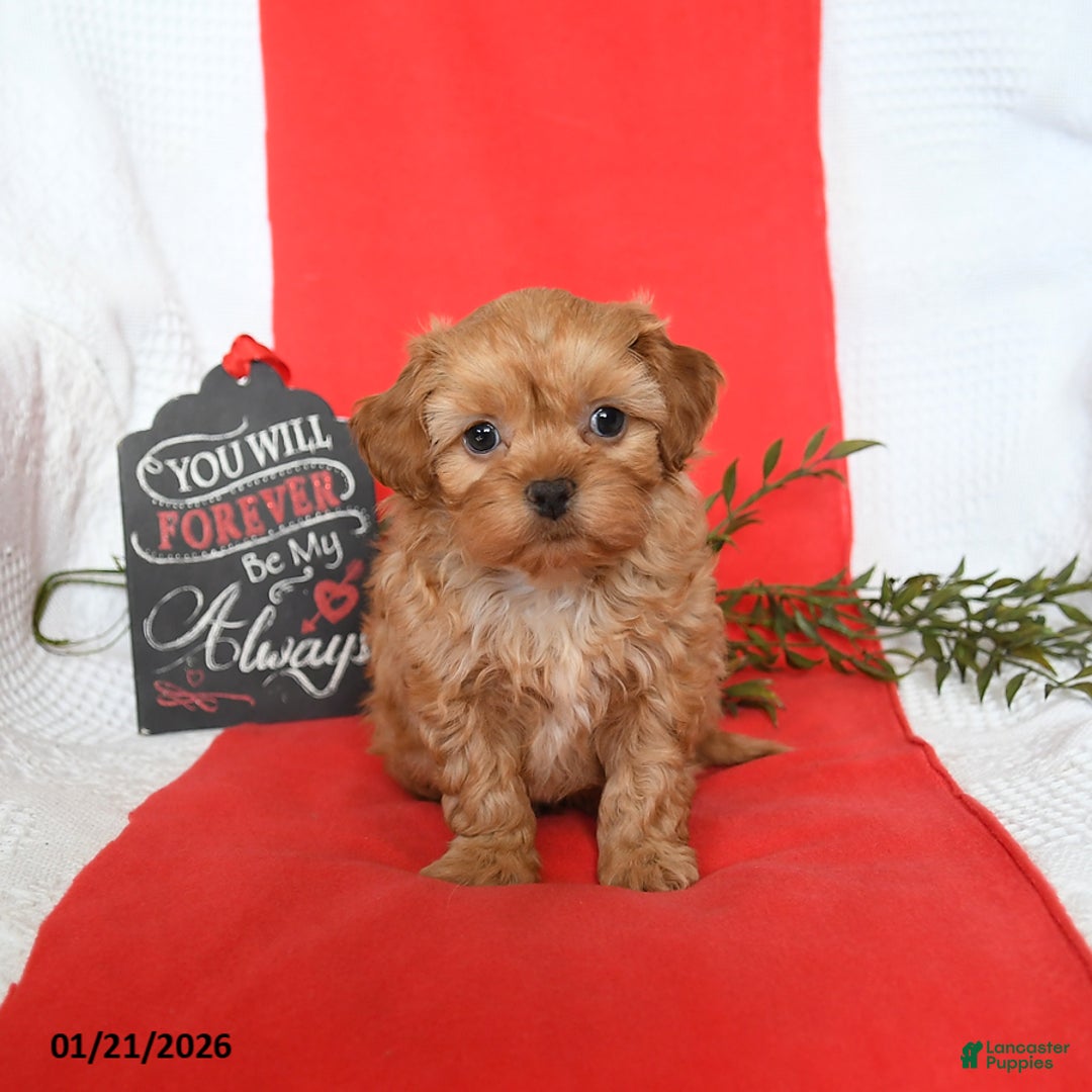 Shihpoo dogs for sale: Domino - Ad 3