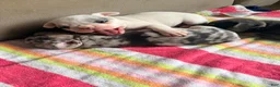 French Bulldog dogs for sale: Silvers Raleigh - Ad 6