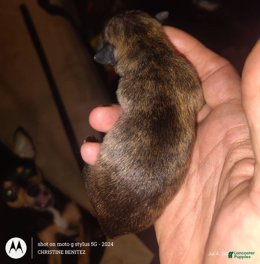 Chihuahua dogs for sale: Chihuahua 5 - Ad 2