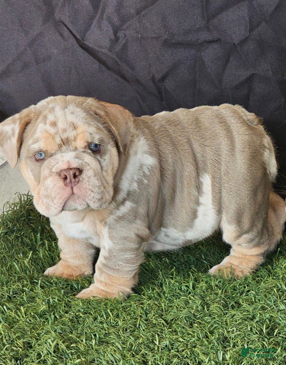 English Bulldog dogs ICE -TRI MERLE - Ad 2