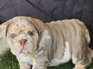 English Bulldog dogs ICE -TRI MERLE - Ad 2