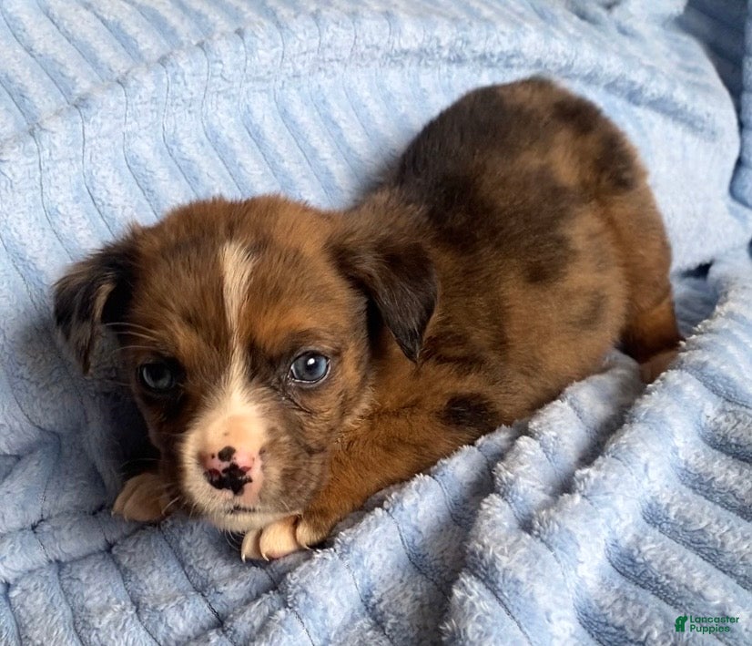 Mixed Breed dogs Lani - Ad 10