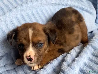 Mixed Breed dogs Lani - Ad 13