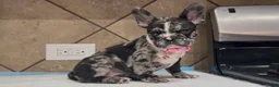 French Bulldog dogs for sale: Luna  - Ad 4