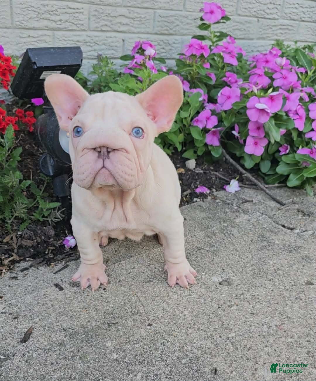French Bulldog dogs Aspen - Ad 5