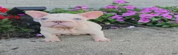 French Bulldog dogs for sale: Aspen - Ad 1