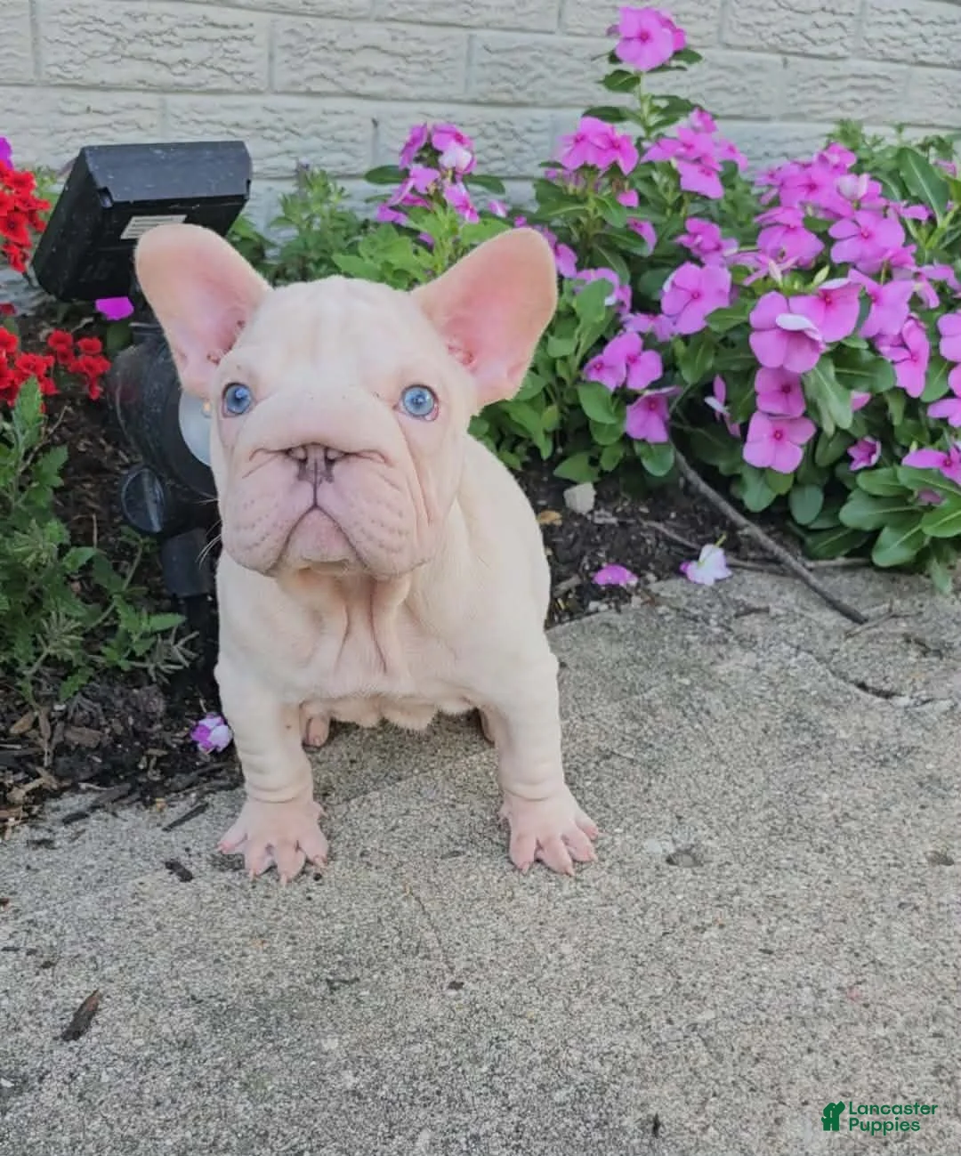 French Bulldog dogs for sale: Aspen - Ad 1
