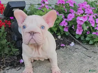 French Bulldog dogs Aspen - Ad 5