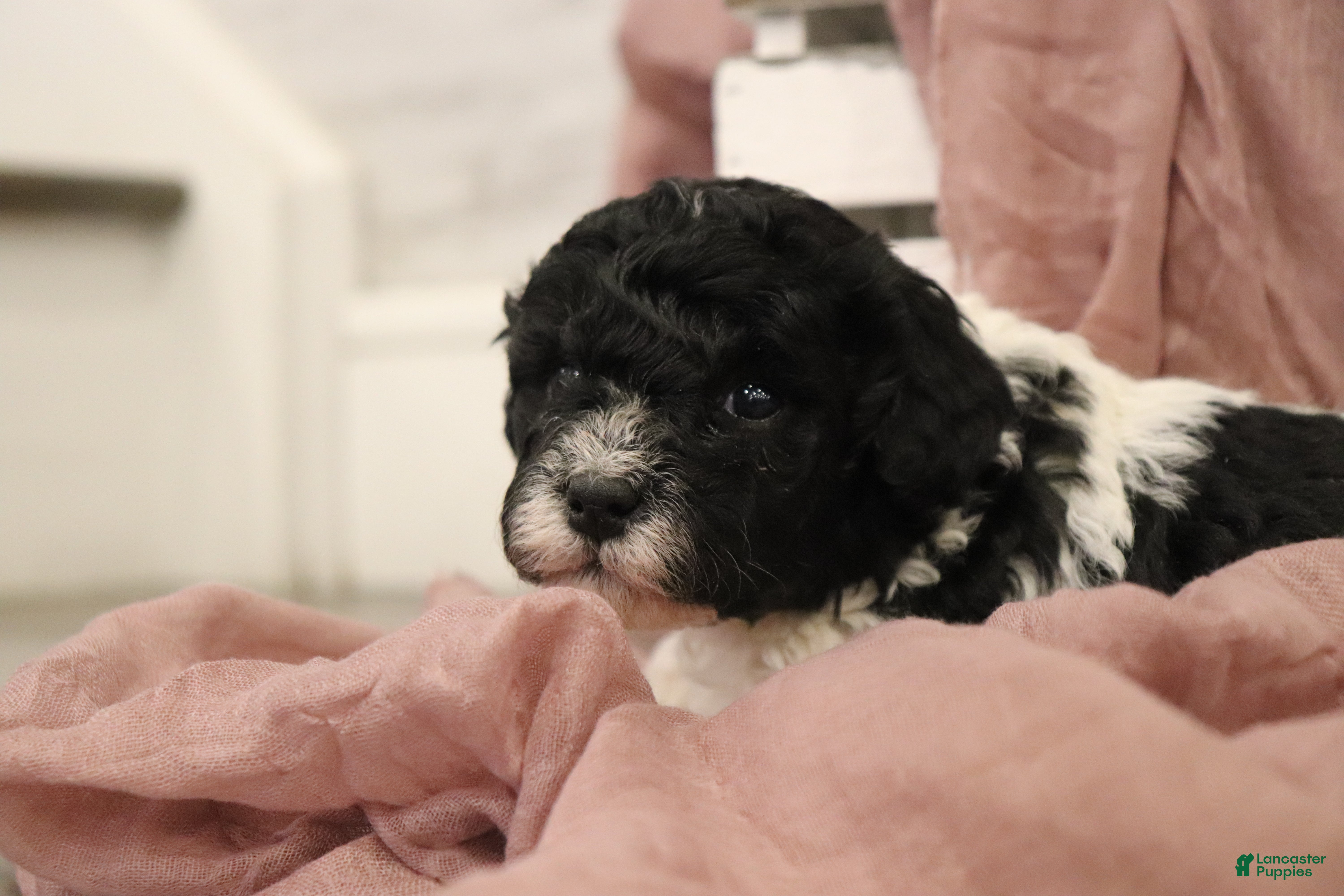 Miniature Poodle dogs Bailey - Ad 2