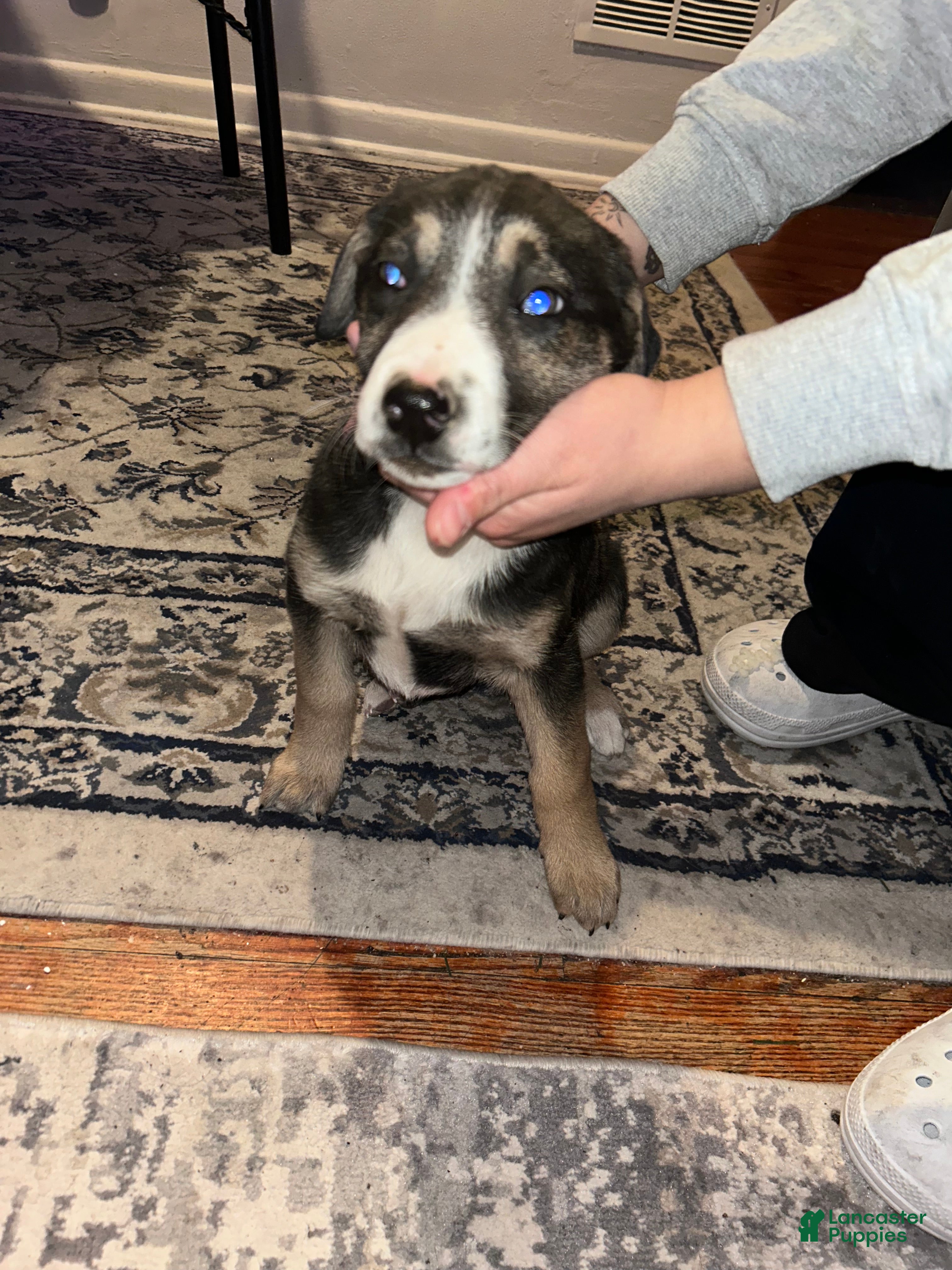 Mixed Breed dogs Mixed Breed Puppy 2 - Ad 2