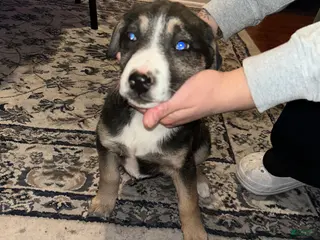 Mixed Breed dogs Mixed Breed Puppy 2 - Ad 7