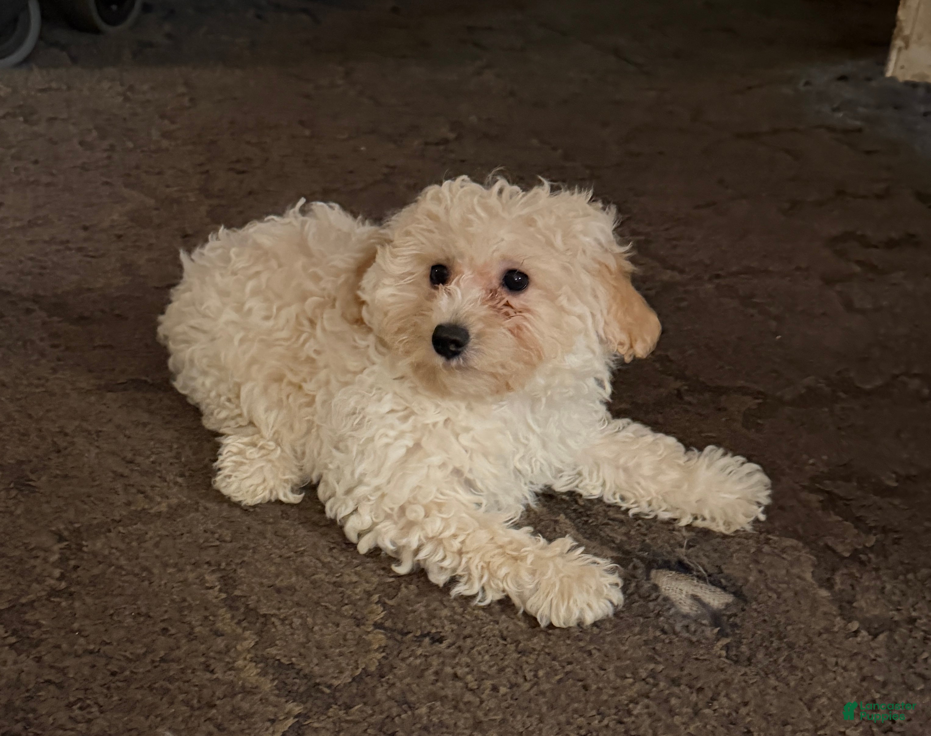 Bichpoo dogs Goldie - Ad 1