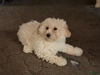 Bichpoo dogs Goldie - Ad 1