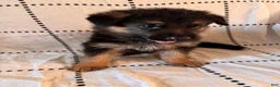 German Shepherd dogs for sale: Oakley (black collar) - Ad 5