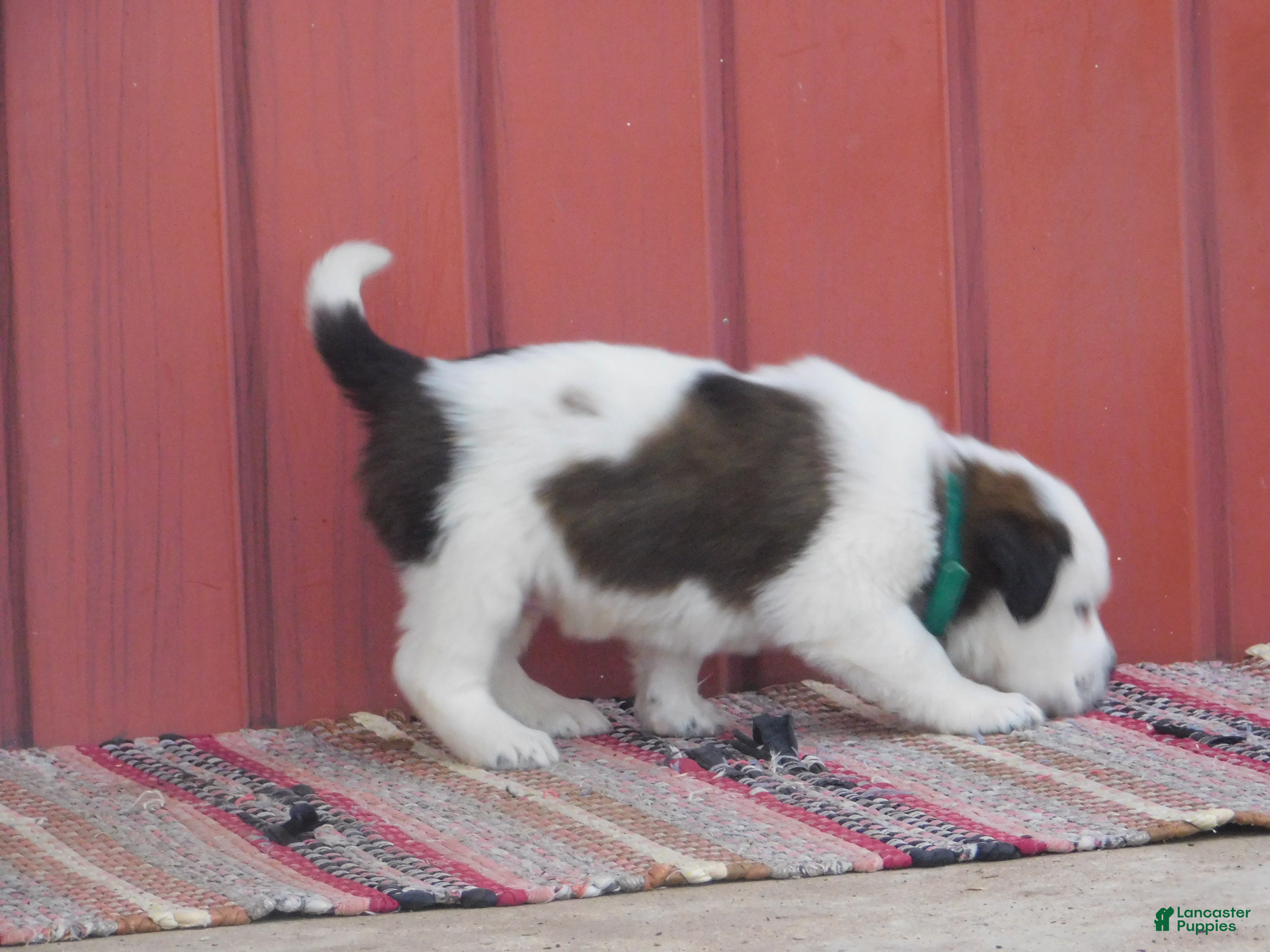 Saint Bernard dogs Durango - Ad 2