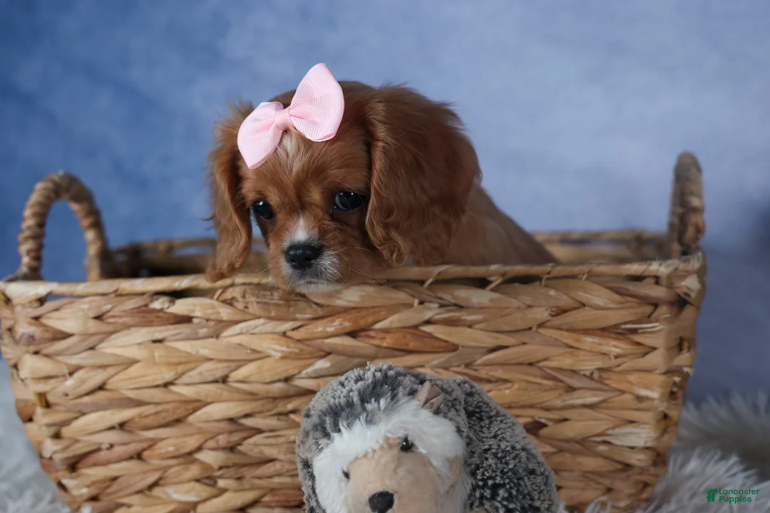Cavalier King Charles Spaniel dogs for sale: Pippin - Ad 6