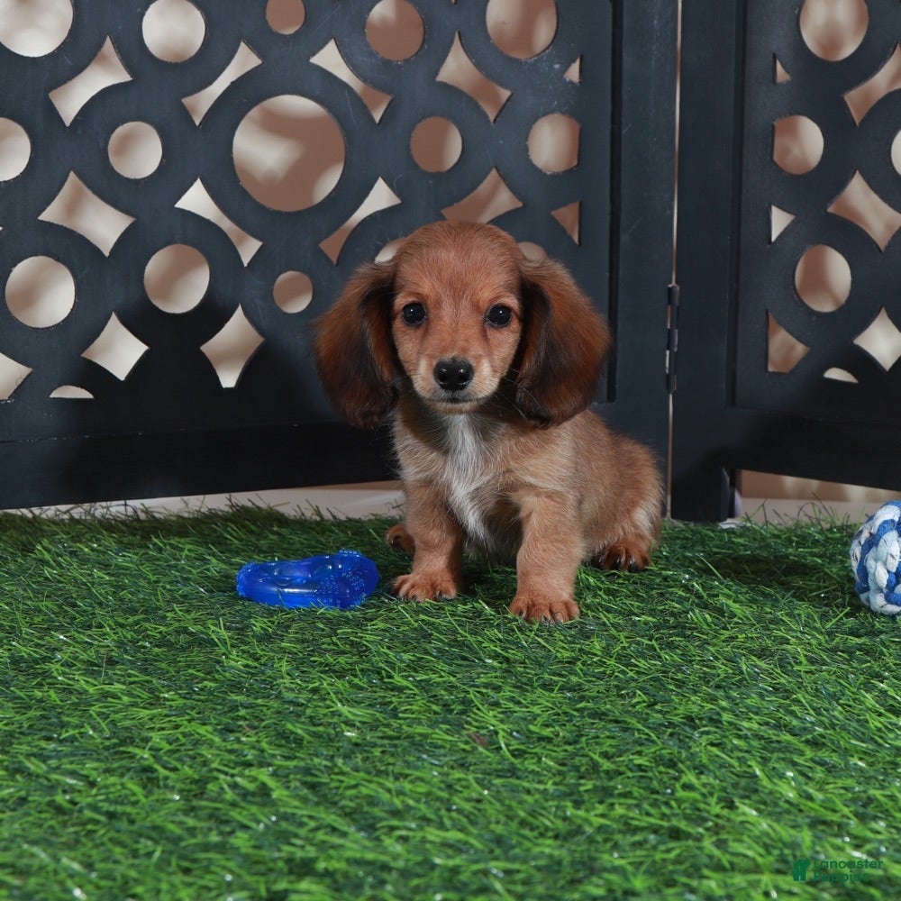 Miniature Dachshund dogs Smokey Handsome Mini ACA Dachshund - Ad 2