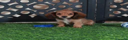 Miniature Dachshund dogs for sale: Smokey Handsome Mini ACA Dachshund - Ad 2