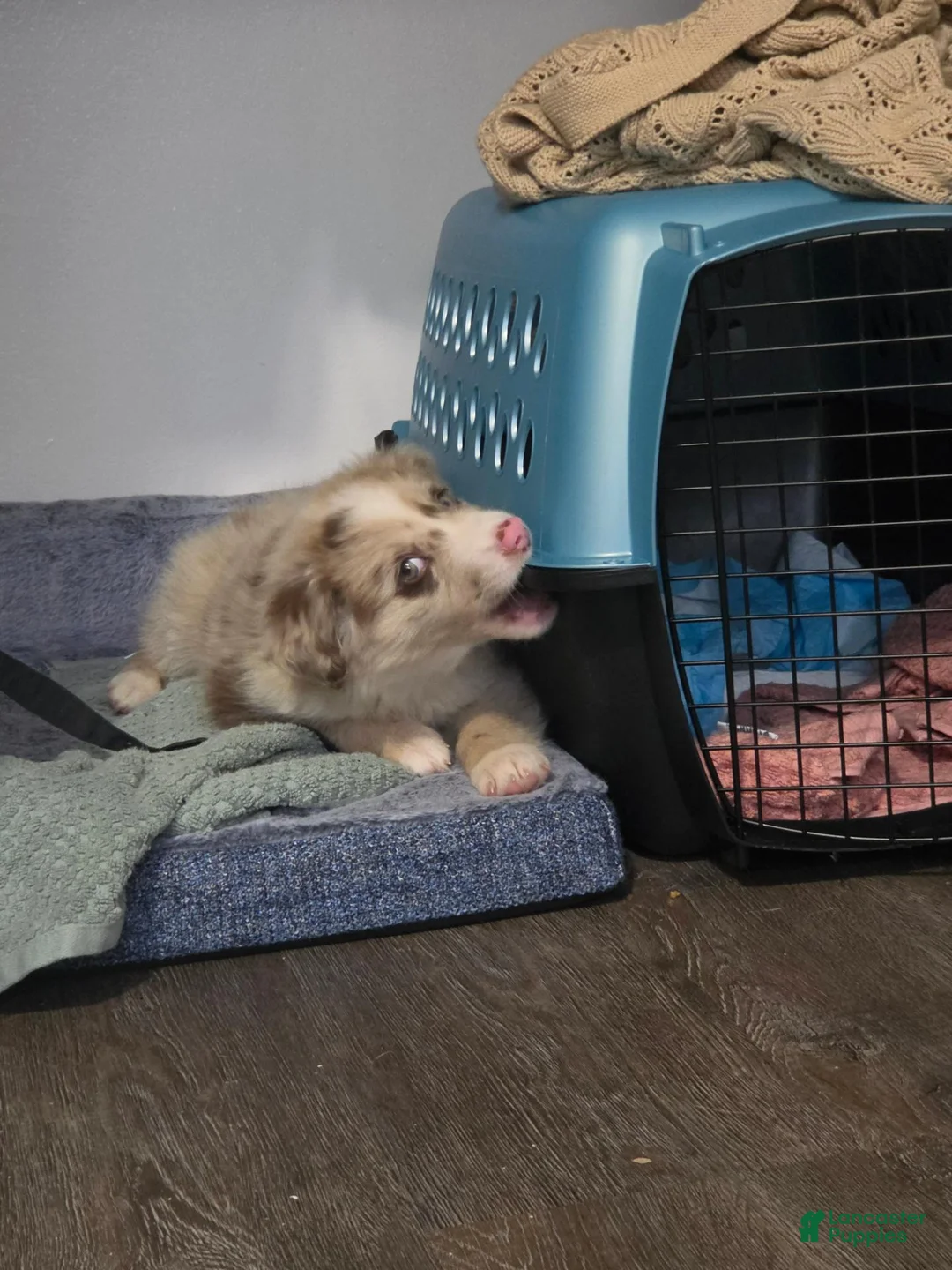 Australian Shepherd dogs for sale: Australian Shepherd 1 - Ad 1