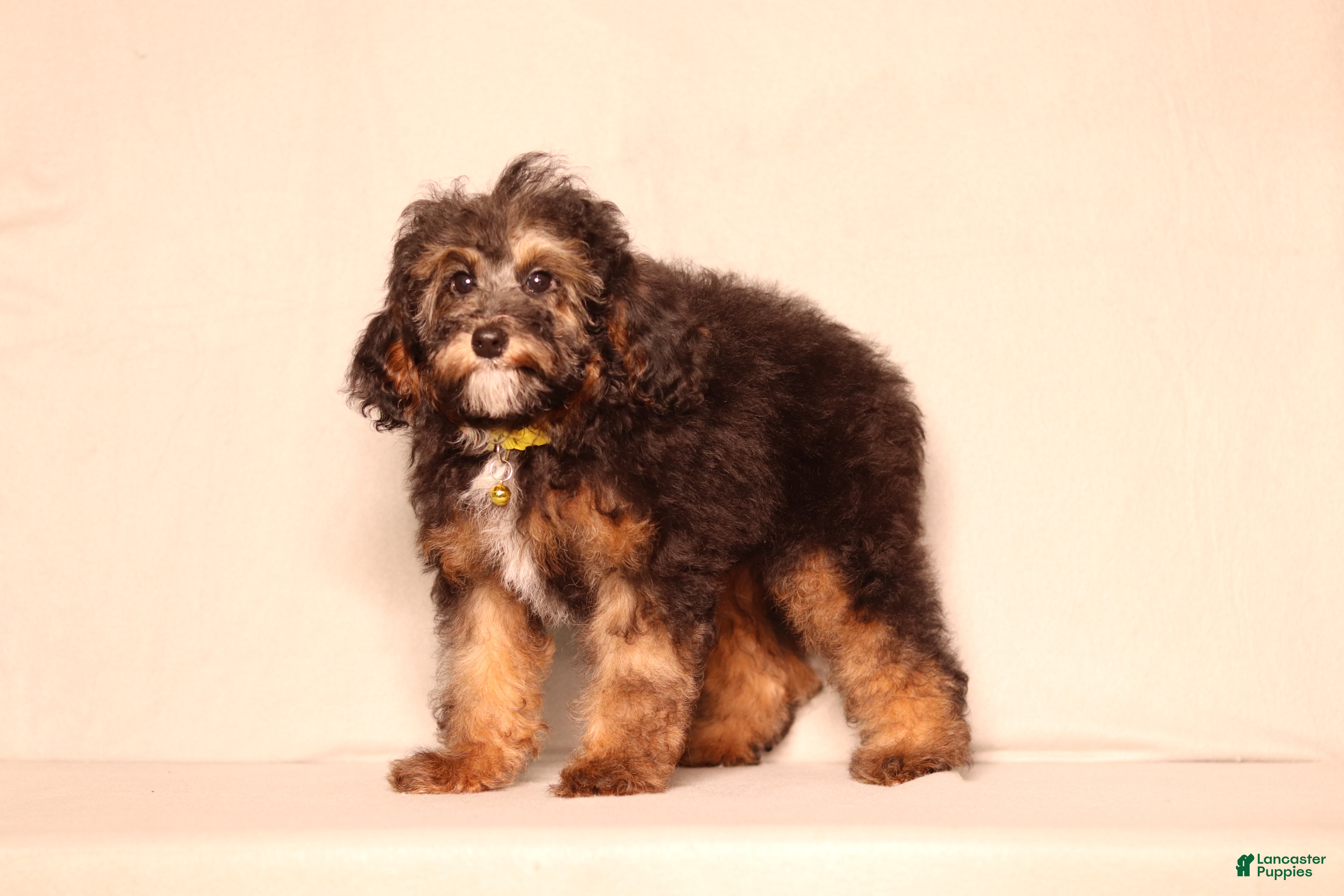 Mixed Breed dogs Ranger - Ad 2