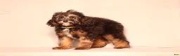 Mixed Breed dogs for sale: Ranger - Ad 2