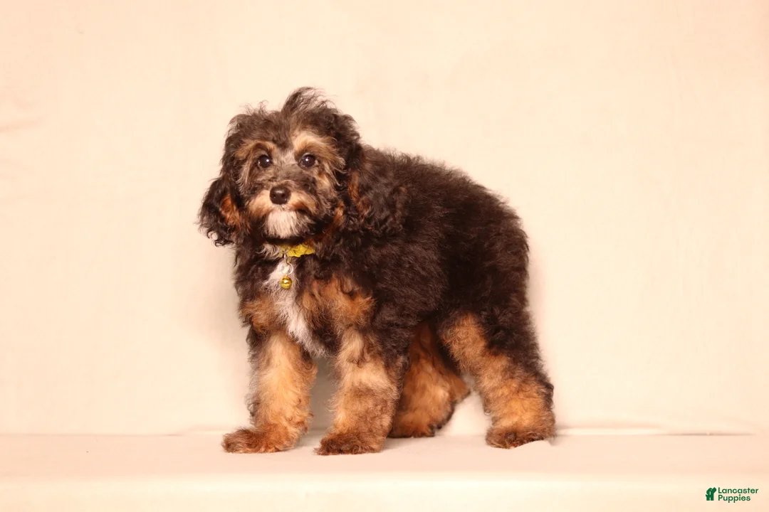 Mixed Breed dogs for sale: Ranger - Ad 2
