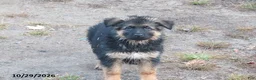 German Shepherd dogs for sale: Nala - Ad 1