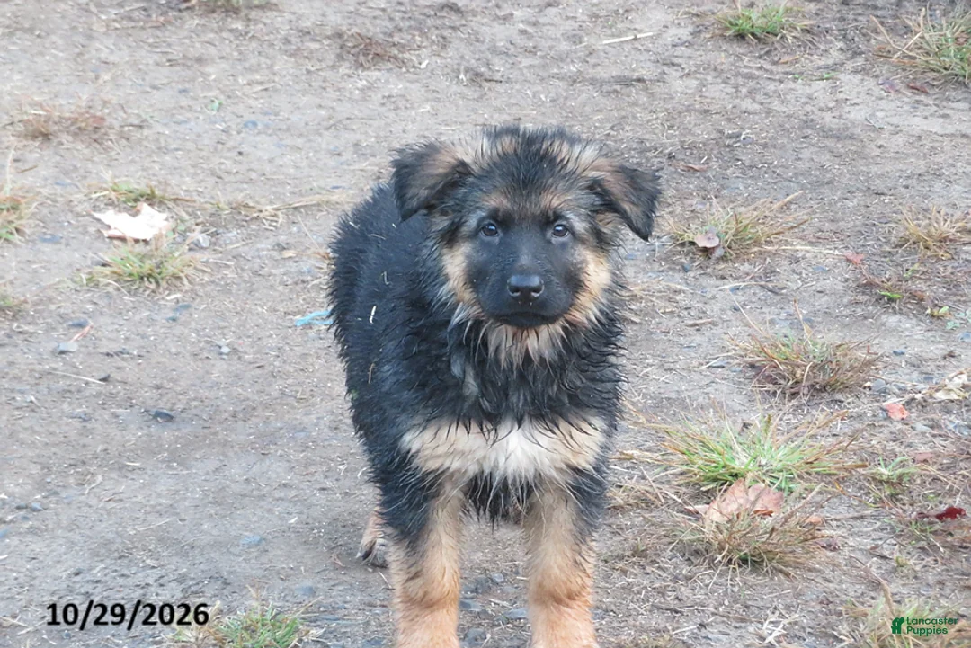 German Shepherd dogs for sale: Nala - Ad 1