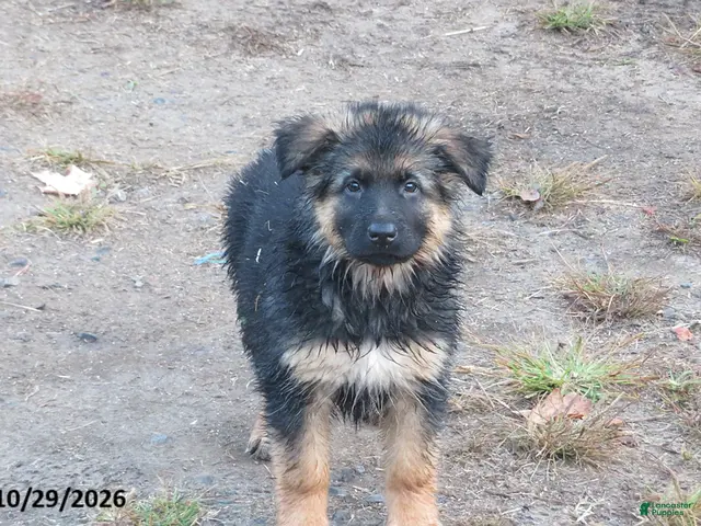 German Shepherd dogs for sale: Nala - Ad 38