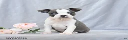 Boston Terrier dogs for sale: Flower - Ad 2