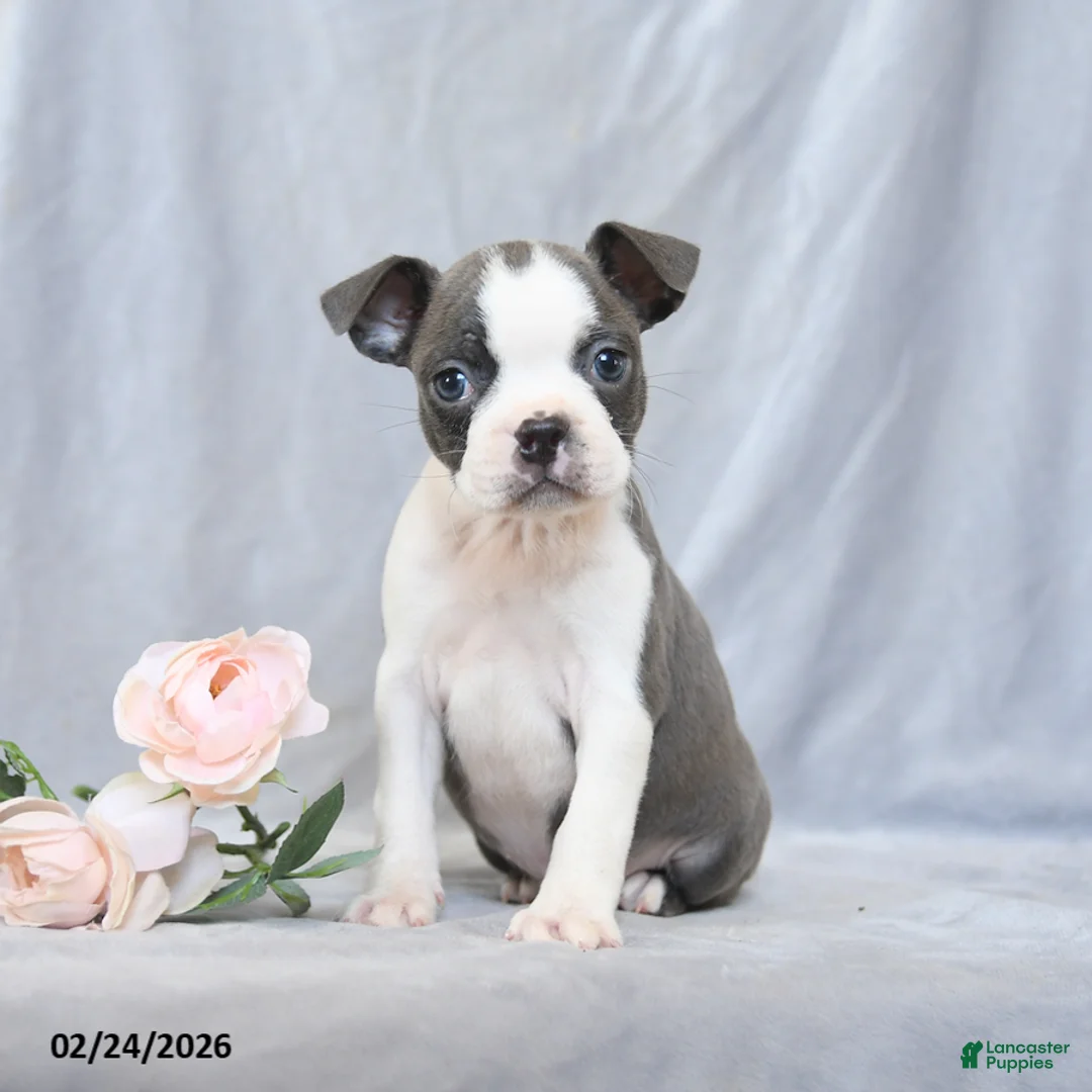 Boston Terrier dogs for sale: Flower - Ad 2
