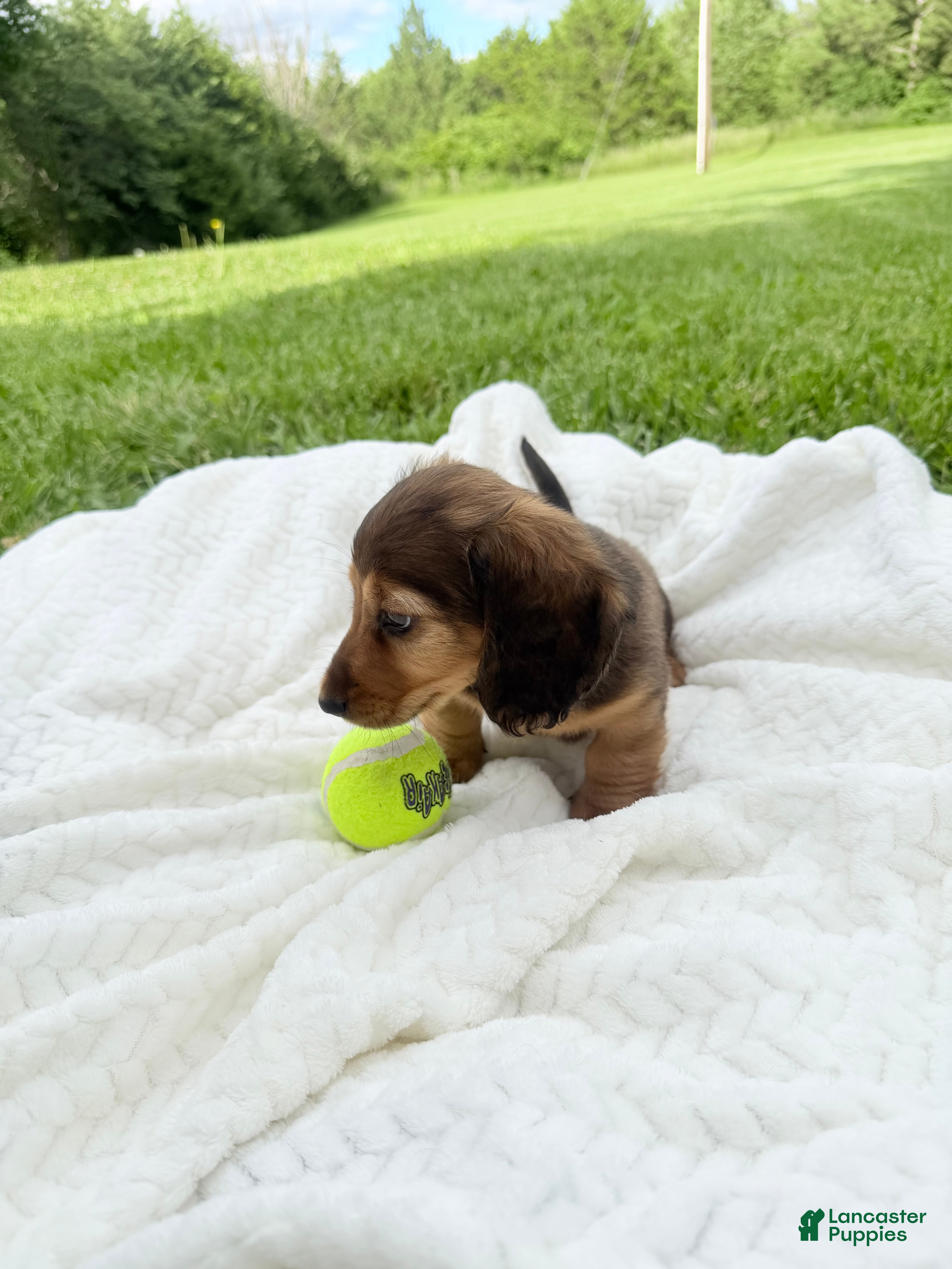 Miniature Dachshund dogs Rex - Ad 12