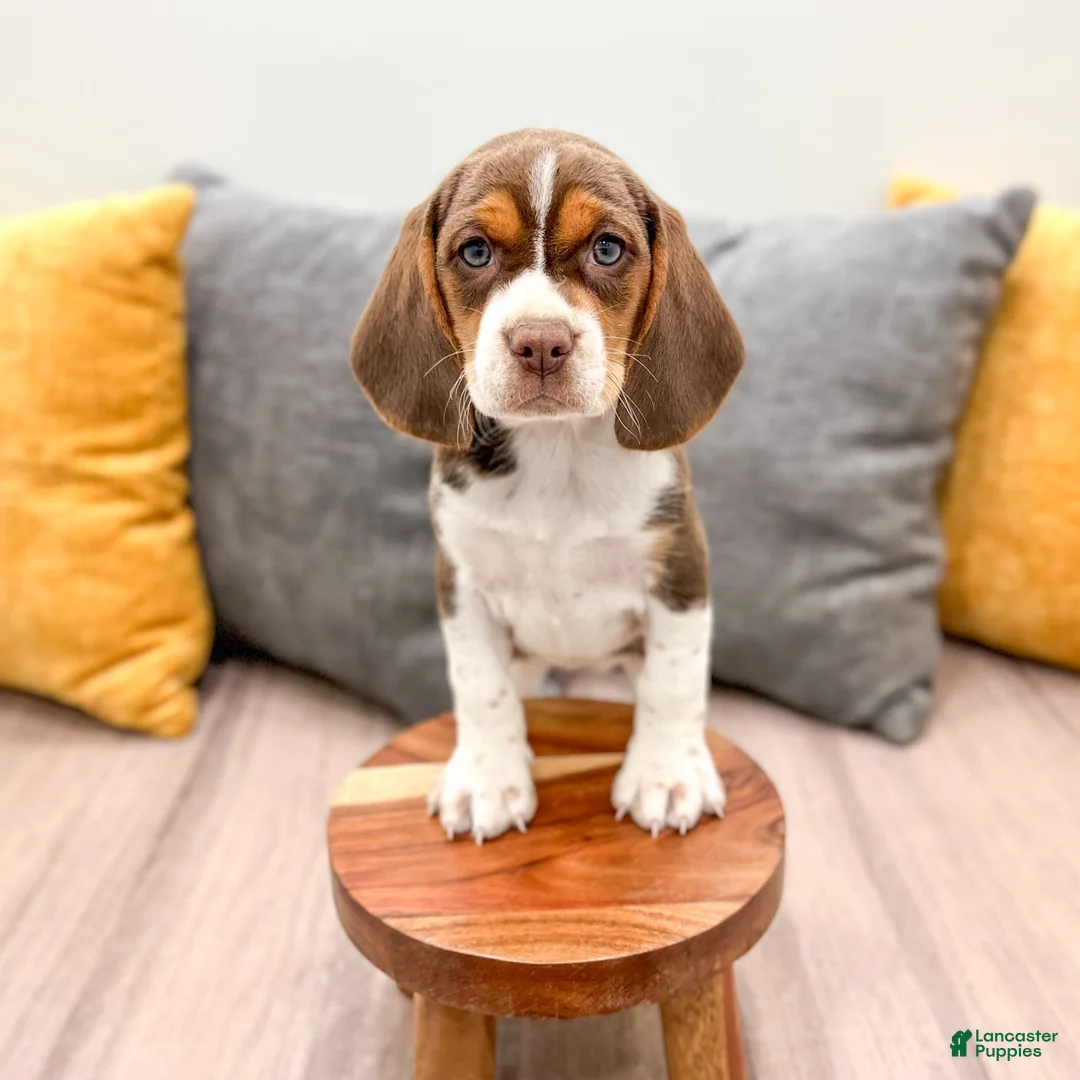 Beagle dogs for sale: Sadie - Ad 2