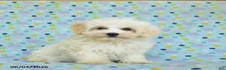 Maltipoo dogs for sale: Bailey - Ad 3
