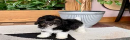 Mixed Breed dogs for sale: Maltipoo/Havanese boy 1 - Ad 8