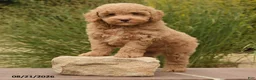 Toy Poodle dogs for sale: Nala - Ad 4