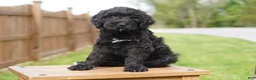 Portuguese Water Dog dogs for sale: Kyler - Ad 7