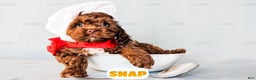 Cockapoo dogs for sale: Snap - Ad 7