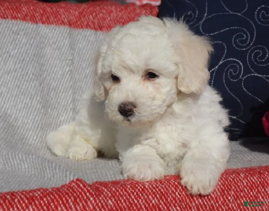 Bichpoo dogs for sale: Emmy - Ad 5