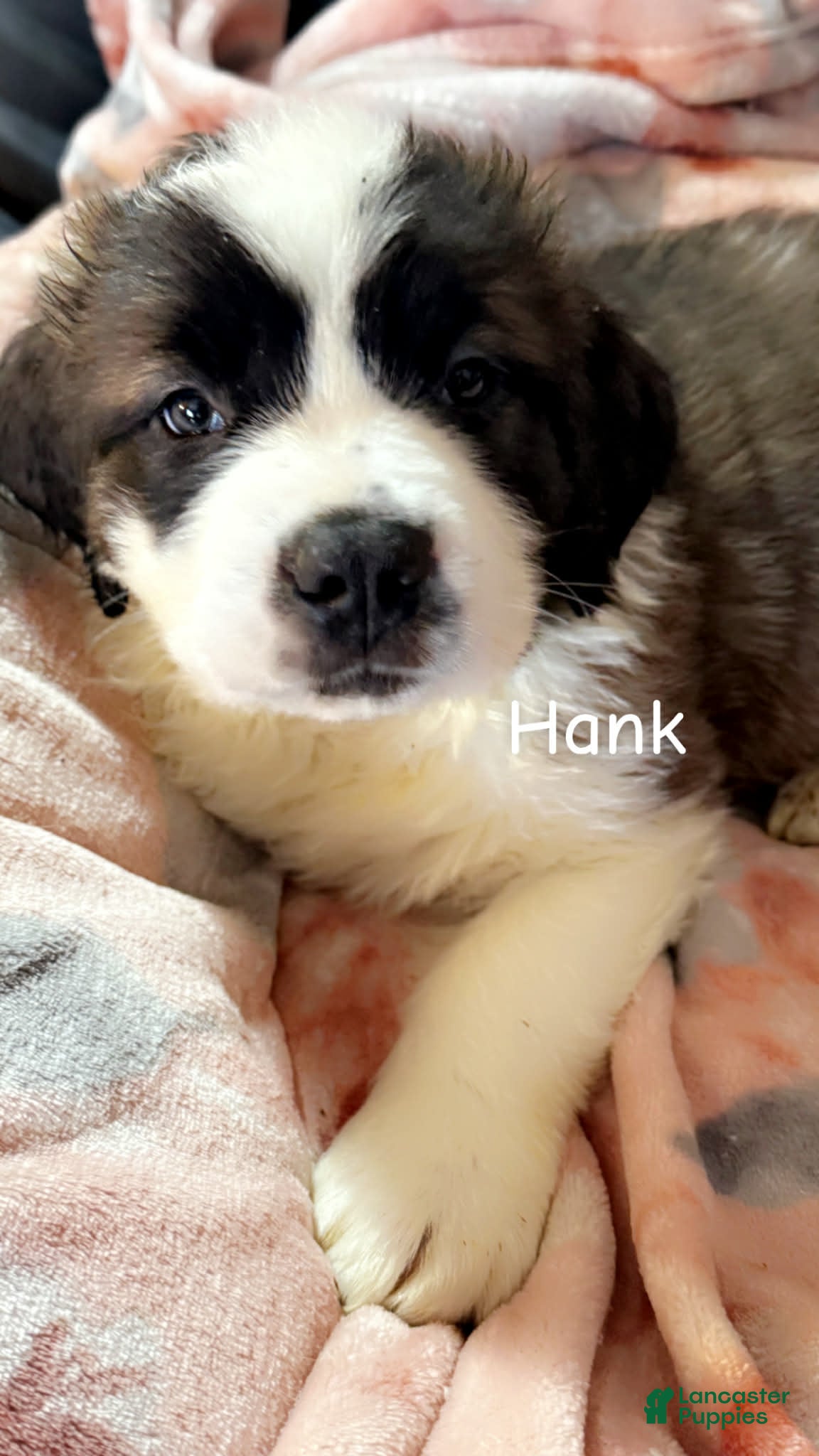 Saint Bernard dogs Hank  - Ad 1