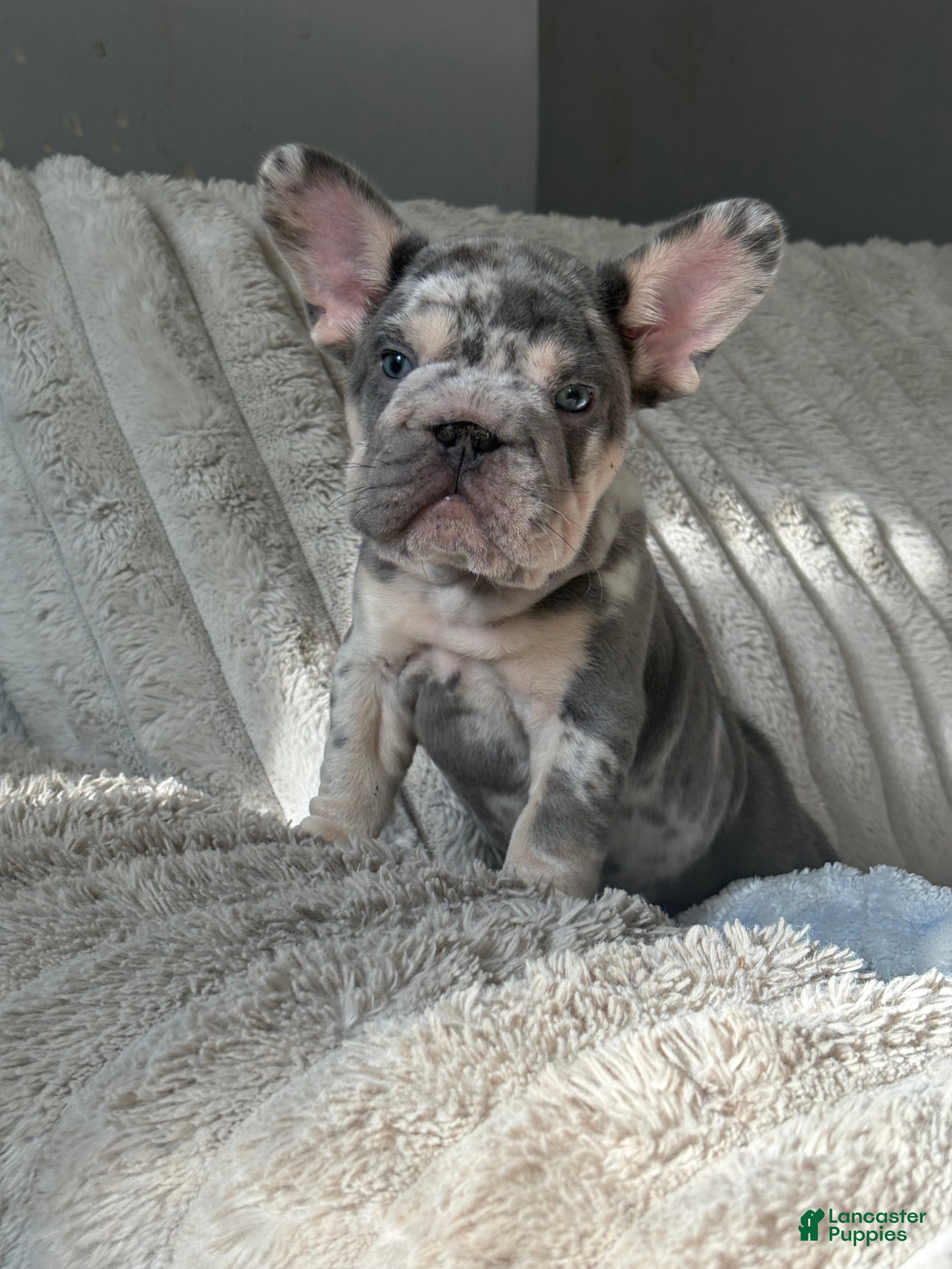French Bulldog dogs French Bulldog Puppy 2 - Ad 17
