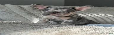 French Bulldog Puppy 2