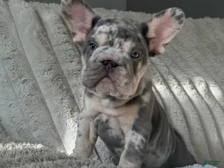 French Bulldog dogs French Bulldog Puppy 2 - Ad 17