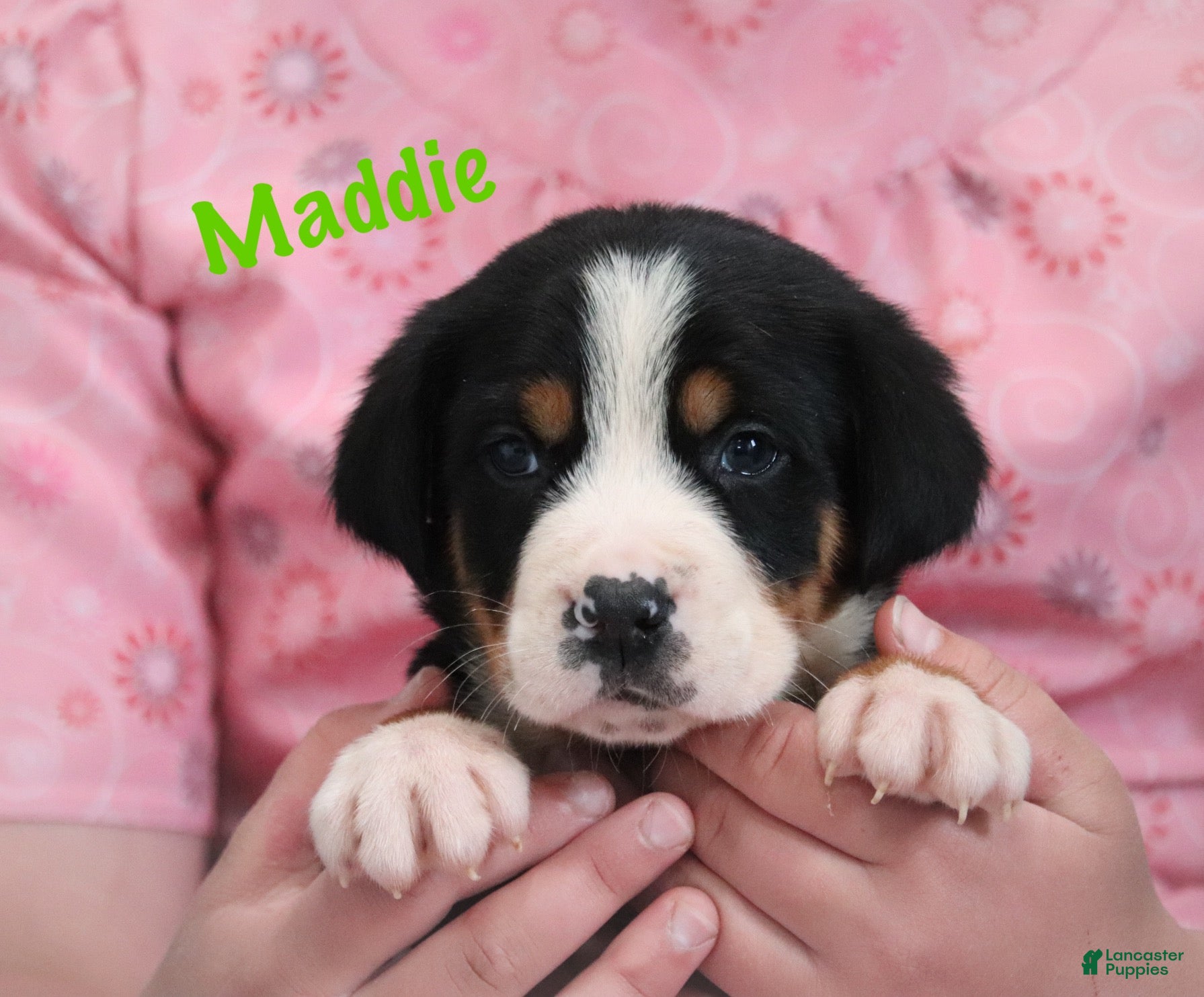 Greater Swiss Mountain Dog dogs Greater Swiss Mountain Dog Puppy 4 - Ad 1