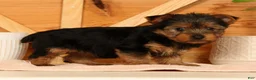 Yorkshire Terrier dogs for sale: Vicki - Ad 9